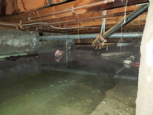 Best Water damage cleanup near me  in Buckley, WA